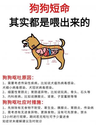 狗狗不能吃的食物大全-1