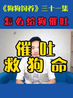 怎么给狗催吐-图1