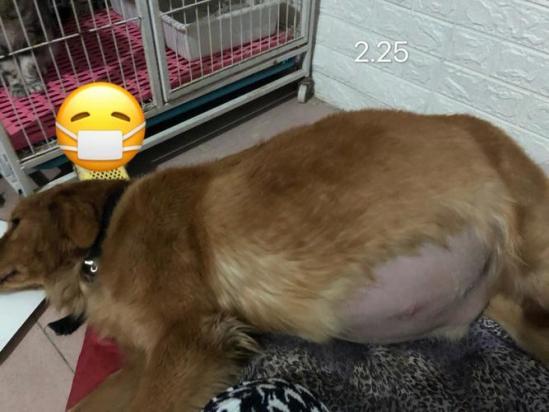 狗狗腹水是什么原因引起的-图1