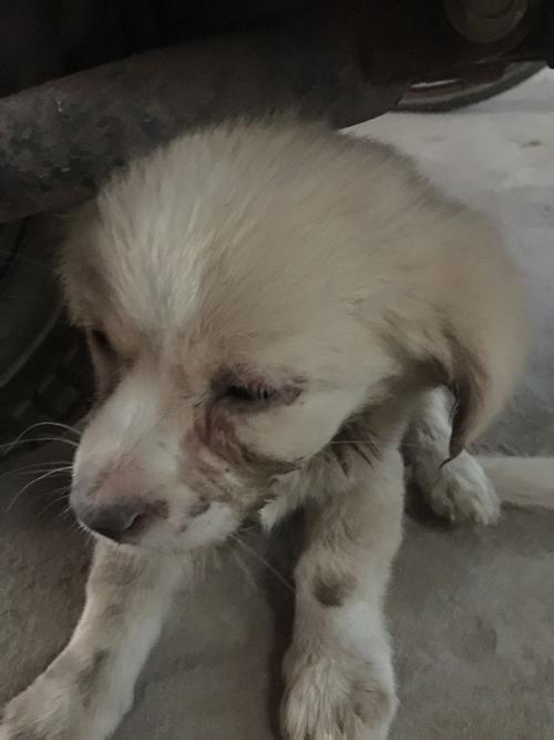狗狗犬瘟有什么症状表现-图1