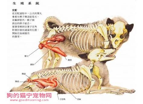 如何判断母犬怀孕了-图1