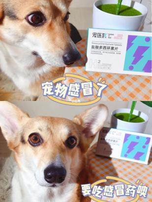 狗感冒月经一直不停怎么回事啊-图1