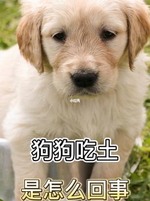 狗狗吃土是怎么回事-1