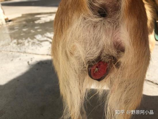 狗狗的肛门腺多长时间挤一次比较好-图1