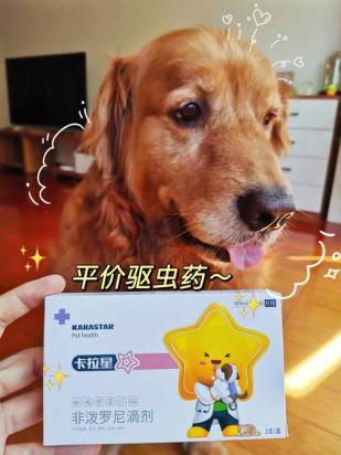 狗狗喂驱虫药注意事项有哪些-图1