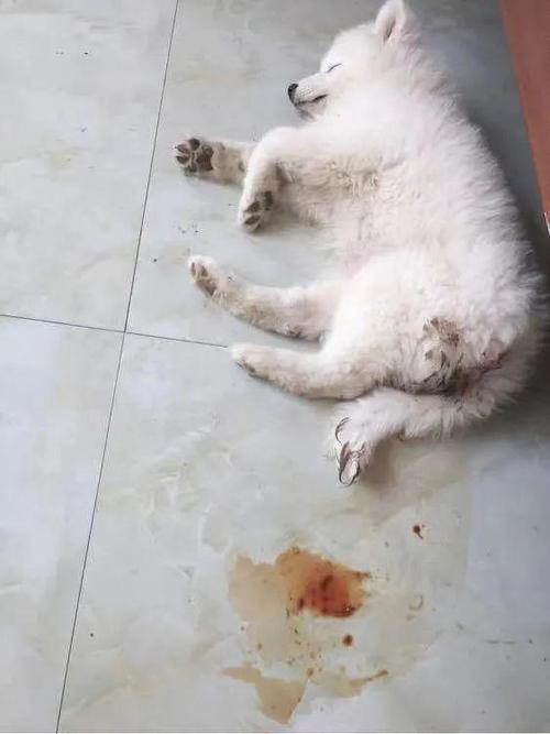 狗得细小的症状是什么样的