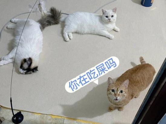 狗为什么吃屎猫不会吃-图1