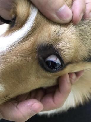 狗狗体内的犬眼线虫会被体内驱虫药杀死吗-图1