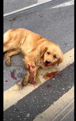 狗狗车祸皮肉分离多久能愈合-图1