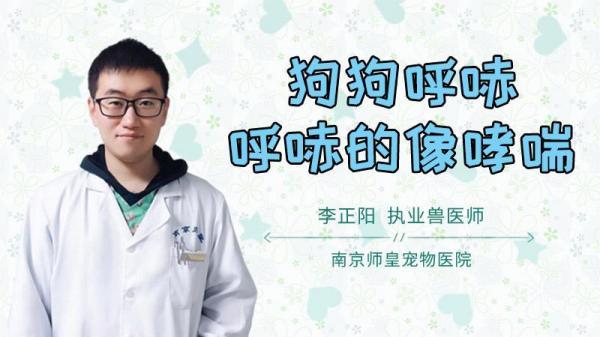 狗呼哧呼哧的像犯哮喘的声音是怎么回事-图1