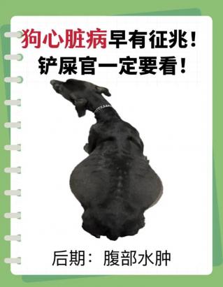 狗狗心脏跳得特别明显怎么回事-图1