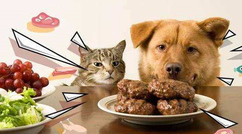 狗狗为啥喜欢吃猫粮-图1