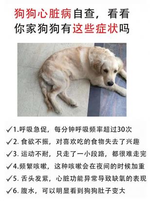 狗狗年纪大了心脏不好一直咳嗽怎么办-图1
