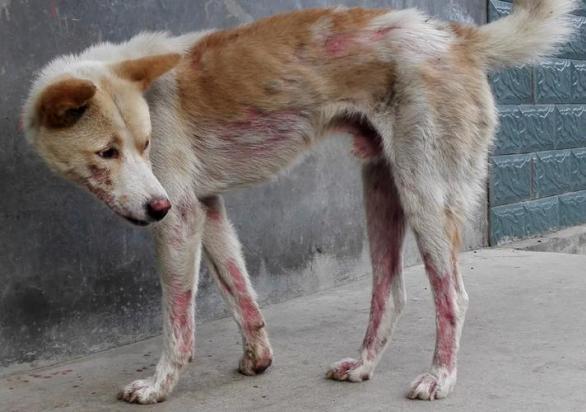 狗狗正常老死症状有哪些-图1