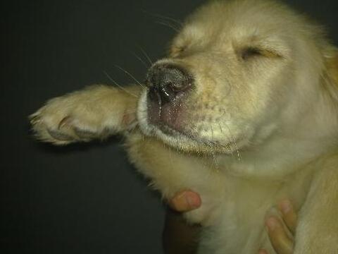 犬瘟热怎么办-图1