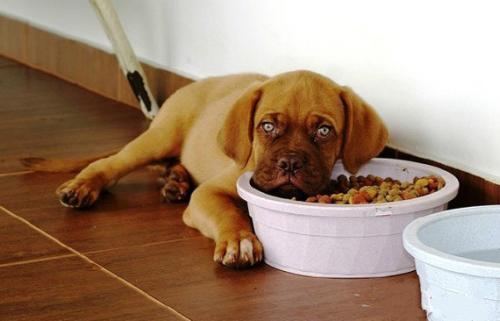 狗狗最近食欲不佳怎么办-图1