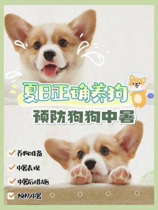 怎么给狗狗降温有点中暑的感觉-图1