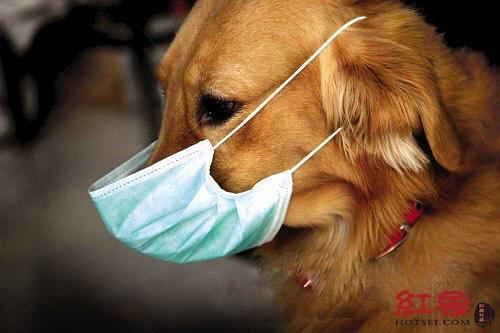狗狗不停打喷嚏怎么回事-图1
