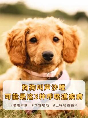 狗狗老是喘气怎么回事啊-图1