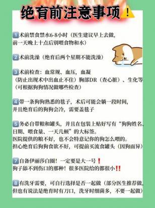 公狗绝育注意事项-图1