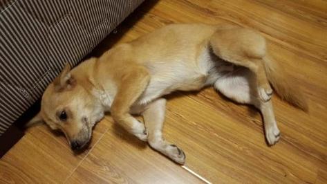 狗狗睡着了漏尿是怎么回事-图1