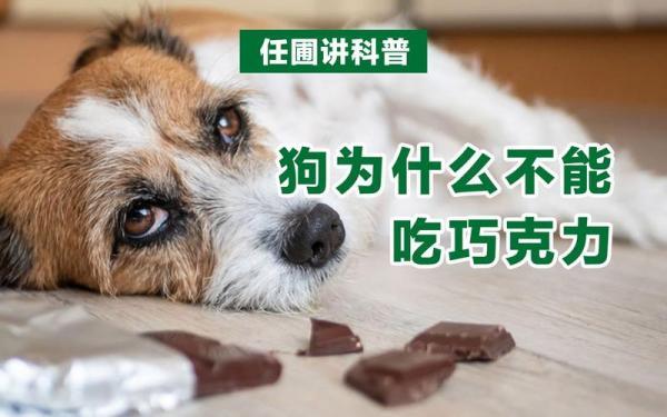 狗为什么不能吃巧克力啊