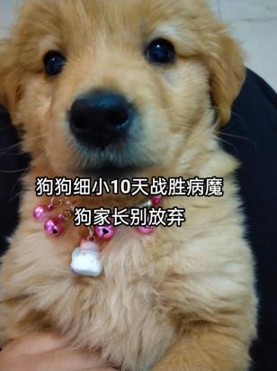 刚发现细小的狗子治好的几率大吗-图1