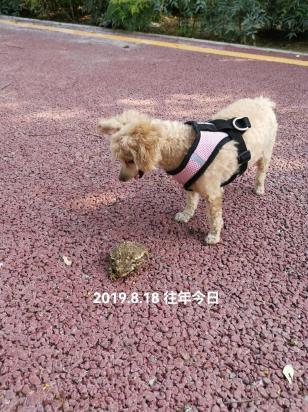 狗狗抽搐站不起来蹬腿吐白沫怎么治疗-图1