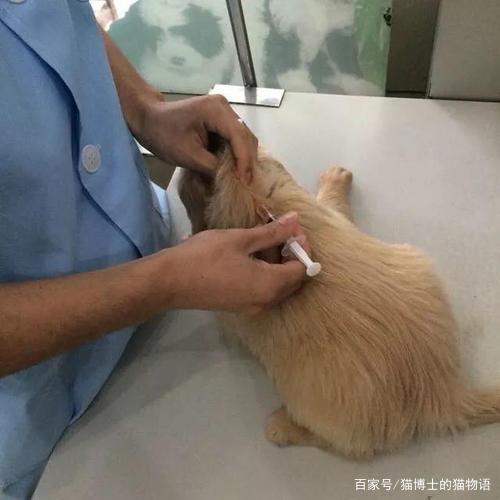狗狗打胰岛素打哪里比较好-图1