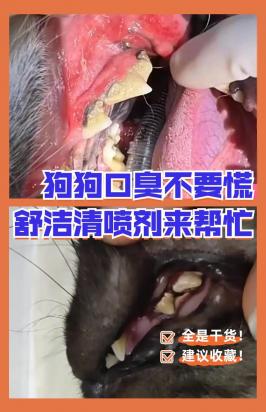 狗狗口气重是什么原因引起的-图1