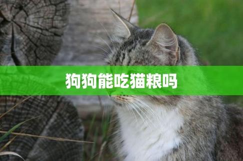 狗可以偶尔吃猫粮吗-图1