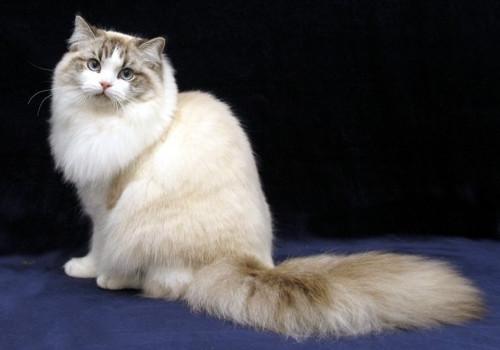 5个月的褴褛猫好养活吗