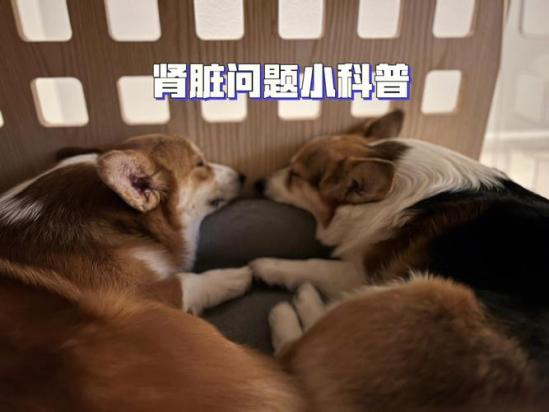 狗狗肾不好怎么调理最好-图1