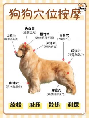 狗狗便秘按摩哪个部位能缓解？-1