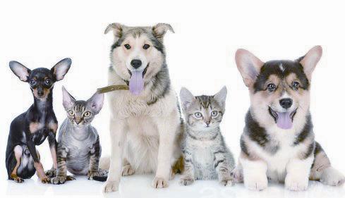 猫狗视力听力嗅觉对比-图1