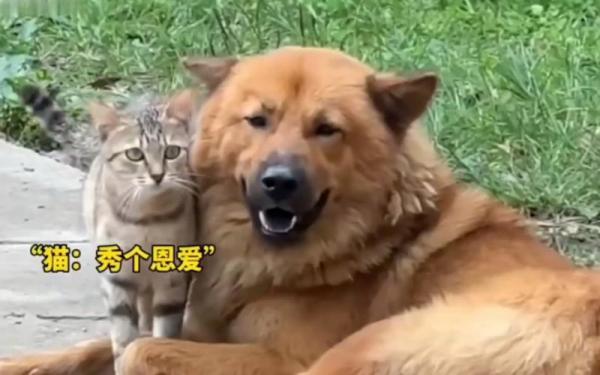 猫和狗眼中的主人-图1