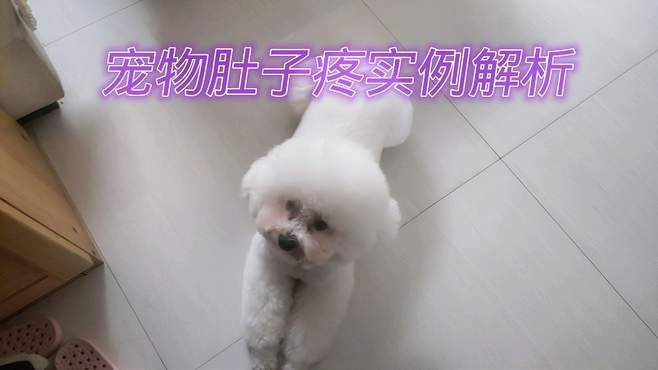 狗狗肚子疼是怎么回事-图1