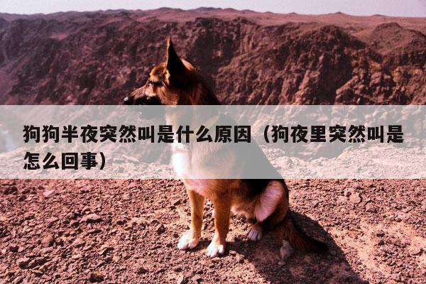 狗大半夜不停叫的原因有哪些-图1