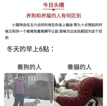 猫好养还是狗好养-图1