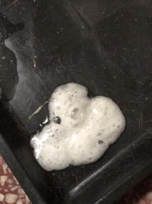 狗狗吐白沫黏液不吃饭怎么办-图1