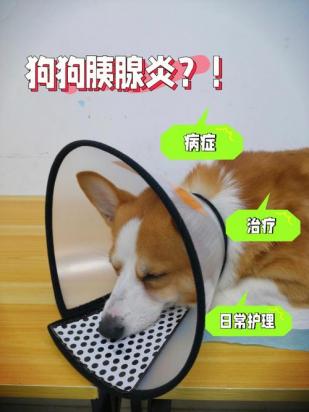 狗狗胰腺炎恢复后可以吃菜和鸡肉吗-图1