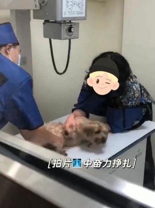 狗喉咙卡骨头怎么办-图1