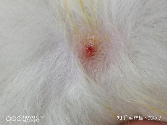狗被蜱虫咬后有硬疙瘩怎么办-图1