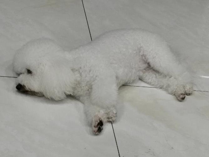 狗狗后腿瘫痪但有知觉怎么恢复-图1