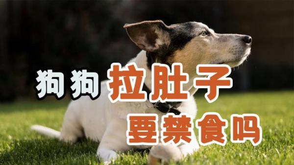 狗狗拉肚子要吃什么食物最好-图1