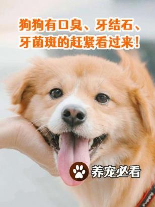 狗狗牙上有牙垢口臭怎么办啊