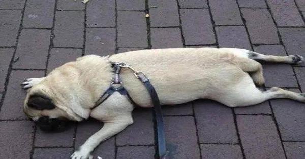 狗狗生不下来可以拽下来吗-图1