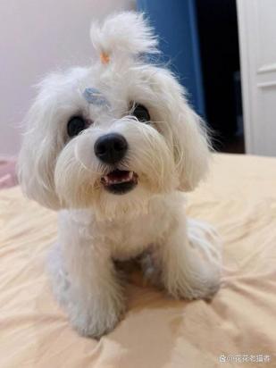 5个月的马尔济斯犬好养活吗-图1