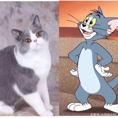 猫和老鼠的猫原型是什么猫-图1