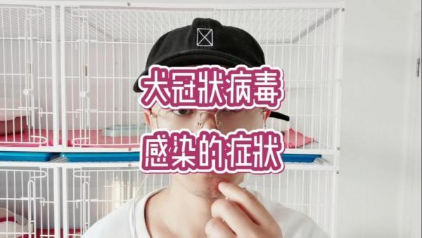狗得了冠状是什么症状表现-图1